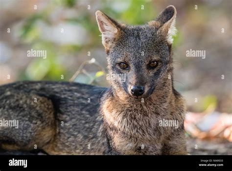 An Adult Crab Eating Fox Cerdocyon Thous Pousado Rio Claro Mato