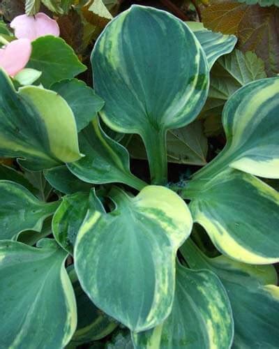 Variegated Hostas: 35 Varieties With Full Topic Overview – World of Garden Plants