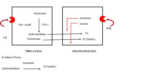 Figure Two Cell Two Gonadotropin Theory StatPearls NCBI Bookshelf