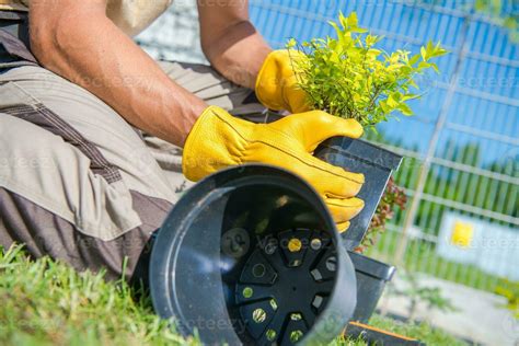 Gardener Planting Small Tree 24525648 Stock Photo at Vecteezy