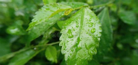 A Leaf of Acalypha Siamensis Stock Image - Image of nature, siamensis: 250610461