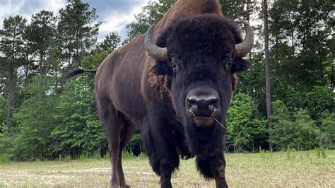 Bison sends hiker sprawling at Yellowstone – but they keep on snapping ...