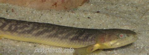 Polypterus Buettikoferi