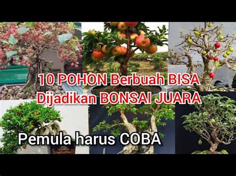 Tanaman Bonsai Buah Buahan Yang Cantik Dan Cocok Untuk Pemula Youtube