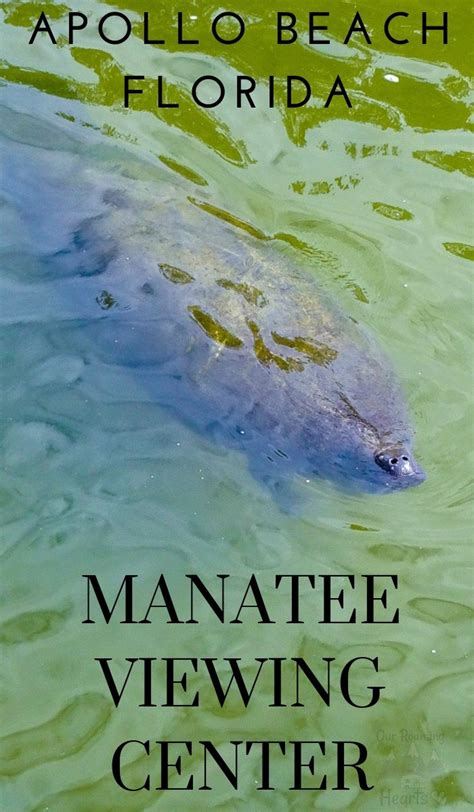 Manatee Viewing Center - Apollo Beach Florida | Our Roaming Hearts