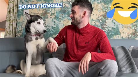 Never Ignore A Siberian Husky In Heat They Break Youtube