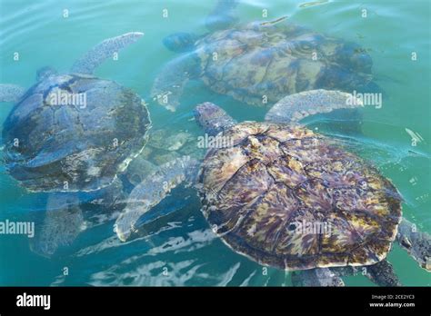 Three Sea Turtles Swimming In The Caribbean Stock Photo Alamy