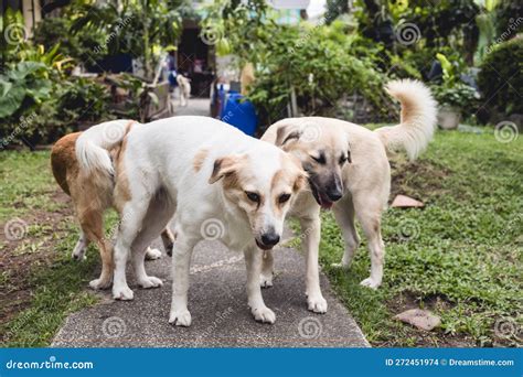 Two Dogs Stuck Together After Mating While Other Male Dogs Surround And