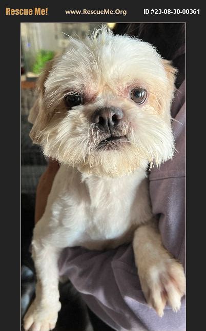 ADOPT 23083000361 Shih Tzu Rescue HESPERIA CA