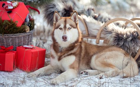 Husky Syberyjski Psy Zwierzeta Prezenty Swieta Tapety Na Pulpit