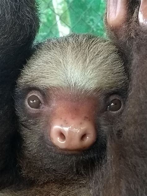 Leia and Ben Solo: Rescued Baby Sloths in the Rainforest Canopy