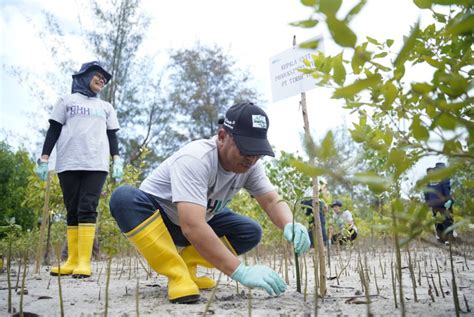 Pt Timah Tbk Plants Thousands Of Mangroves And Hundreds Of Fruit Trees