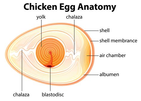 Chicken Egg Anatomy 294100 Vector Art at Vecteezy