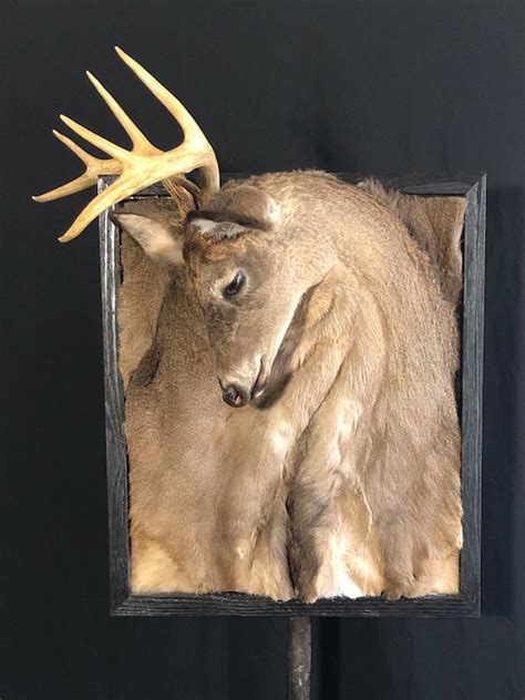 Taxidermy Prices What Should A Deer Mount Cost Deer Deer Hunting