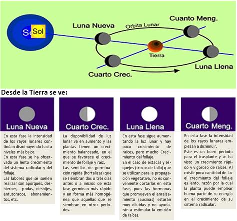 Agricultura Competitiva E Innovaci N Mejor Plantar Batatas En Luna