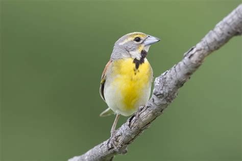Birds In Nevada: 30 Species To Watch For In The Silver State