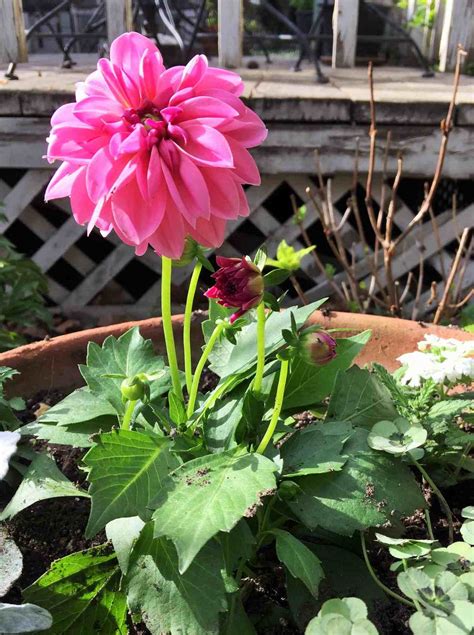 3 Steps To Planting Flowers In Pots - Pinecone Cottage Retreat