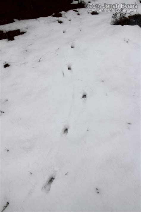 Identifying Animal Tracks in Snow – 5 Common Backyard Species ...