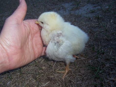 9 Day Old Chick Has Broken Wing Backyard Chickens