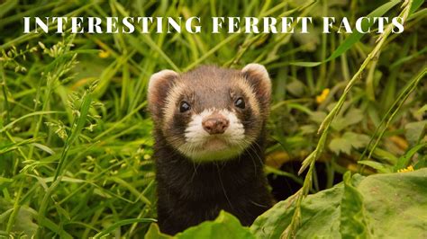 Interesting Ferret Facts Youtube