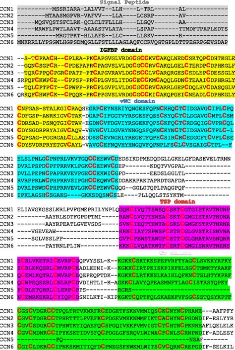 Sequence Alignments Of The Ccn Proteins Human Sequence Alignment Was