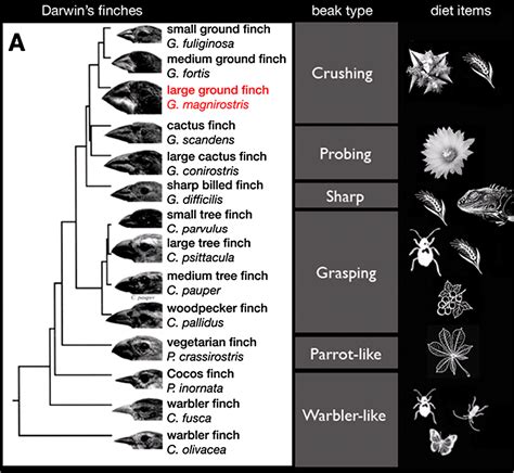 Bmc Series Blog Genomic Insights Into Darwin S Finch