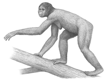 Artwork Of A Female Ardipithecus Ramidus Early Hominid Using All Four