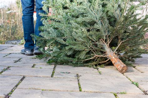 Safely Dispose Christmas Trees By Visiting Hempstead Towns First Ever