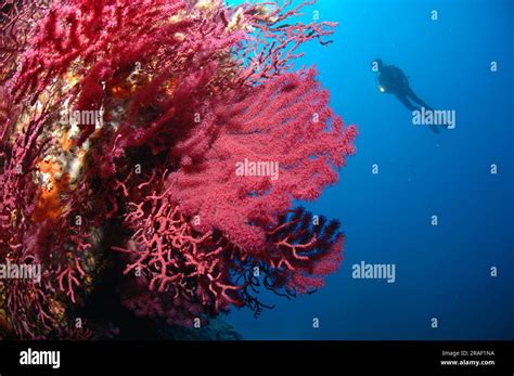 Mediterranean Fan Coral Violescent Sea Whip Paramuricea Clavata