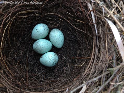 Steller's Jay - East Cascades Audubon Society