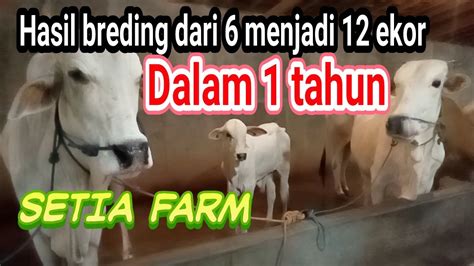 Ternak Sapi Sukses Pelihara Sapi Indukan Kandang Setia Farm Tiap Tahun