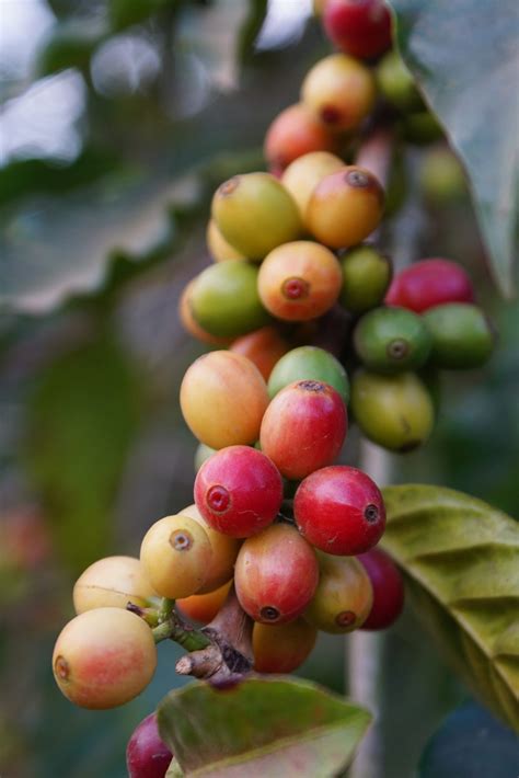 Café moulu L Arbre à Café Étiqueté Région café moulu okgo net