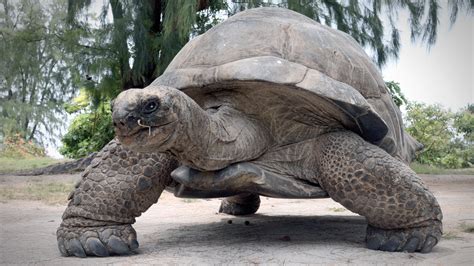 Giant Tortoises Once Roamed Luzon. What Happened to Them?