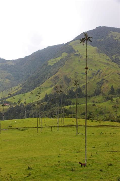 The World’s Tallest Palm Trees: Surreal And Unbelievable • Indie Traveller