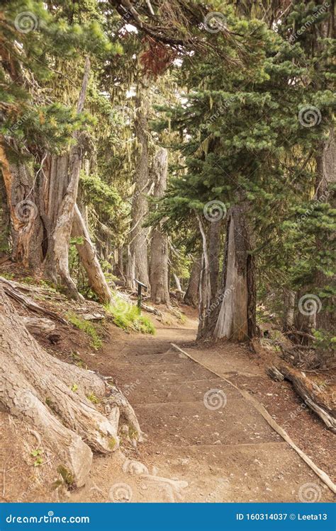 Hiking Trails Along Hurricane Ridge Olympic National Park Stock Image ...