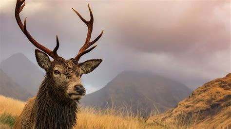 Why Are Large Numbers Of Red Deer Being Killed Bbc News