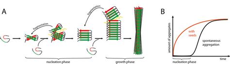 framework  explain  prion  induction  spreading  ab