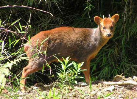 pudu genus encyclopedia mdpi