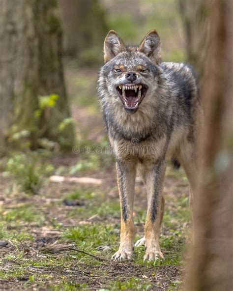 Growling wolf stock photo. Image of wild, european, wolf - 25399784