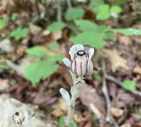 Monotropa uniflora - Ghost Pipe - Eat The Planet
