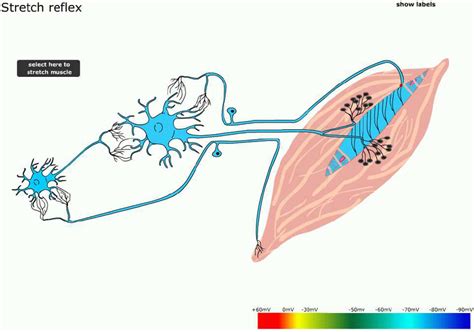 Template for stretch and Golgi tendon reflexes. The stretch reflex ...