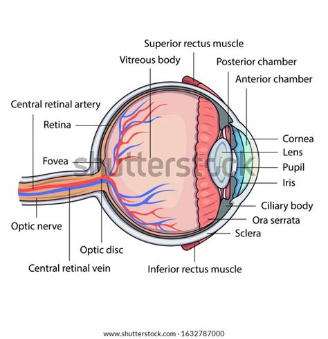 35 Section Human Eye Schematic Diagram Images, Stock Photos & Vectors ...