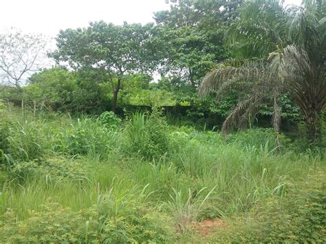 Acres Of Farmland With C Of O For Sale In Anambra State Nigeria