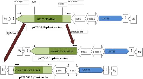 Schematic Representation Of T Dna Region Of Plant Vectors With