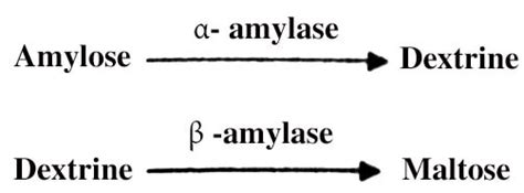 Define Amylase with Functions - QS Study