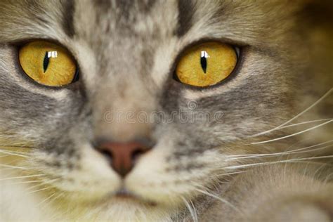 Olhos Amarelos De Um Gato Cinza E Fofo Em Uma Macro Foto Amarela Foto