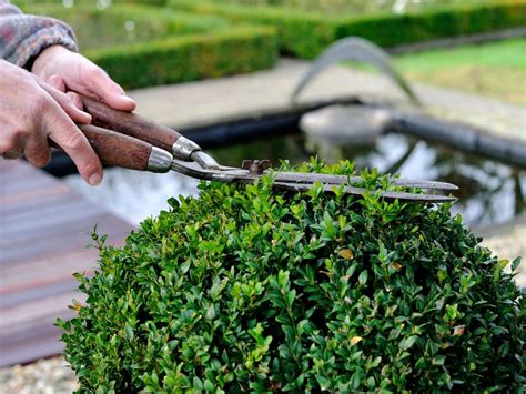 Pruning Boxwood Shrubs And The Best Time To Trim Boxwoods Gardening Know How