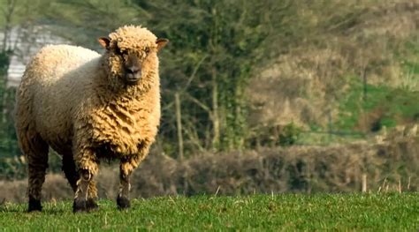 Oxford Sheep Breed Information History And Facts Sheepcaretaker