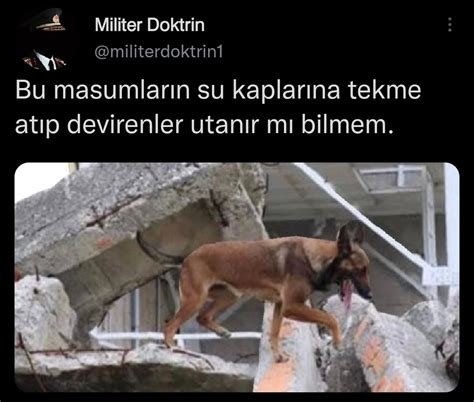 Distaste On Twitter Bel Ika Malinois Cinsi Zel Arama Kurtarma