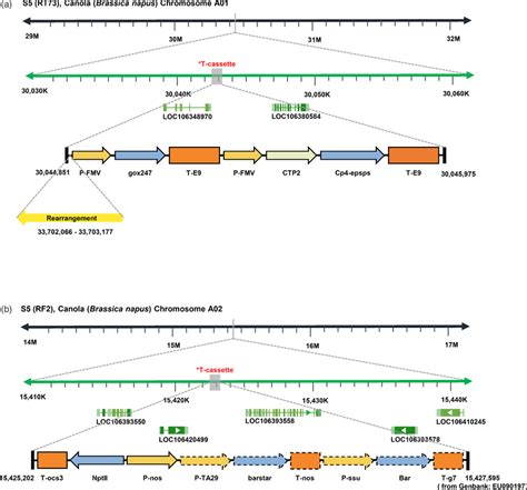 Schematic Diagram Of The Whole Structure And Arrangement Of Transgene Download Scientific